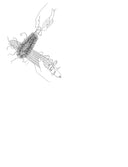 Sweet corn silk removing brush – ergonomic