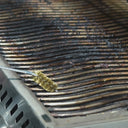Advanced long v-shaped bbq grill brush