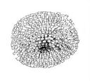 Premium head & body shampooing brush